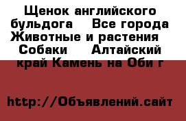 Щенок английского бульдога  - Все города Животные и растения » Собаки   . Алтайский край,Камень-на-Оби г.